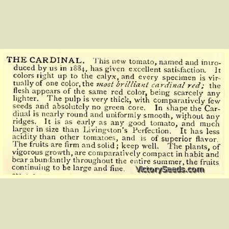 Descriptive of the 'Cardinal' tomato from the 1897 Burpee Seed Annual.