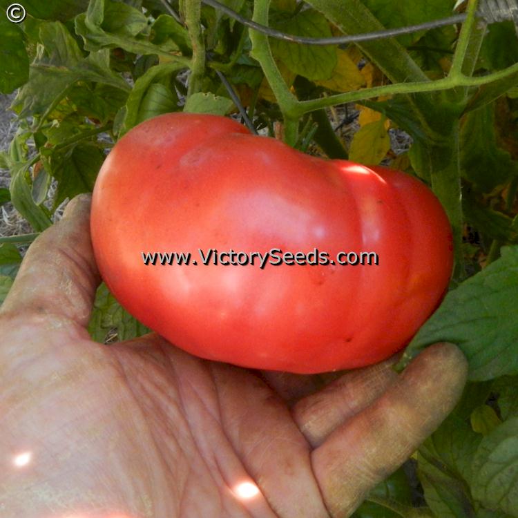 'Carter's Mortgage Lifter' tomato.