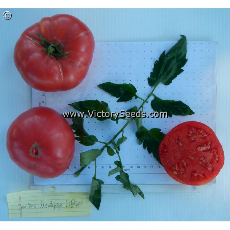 'Carter's Mortgage Lifter' tomatoes.