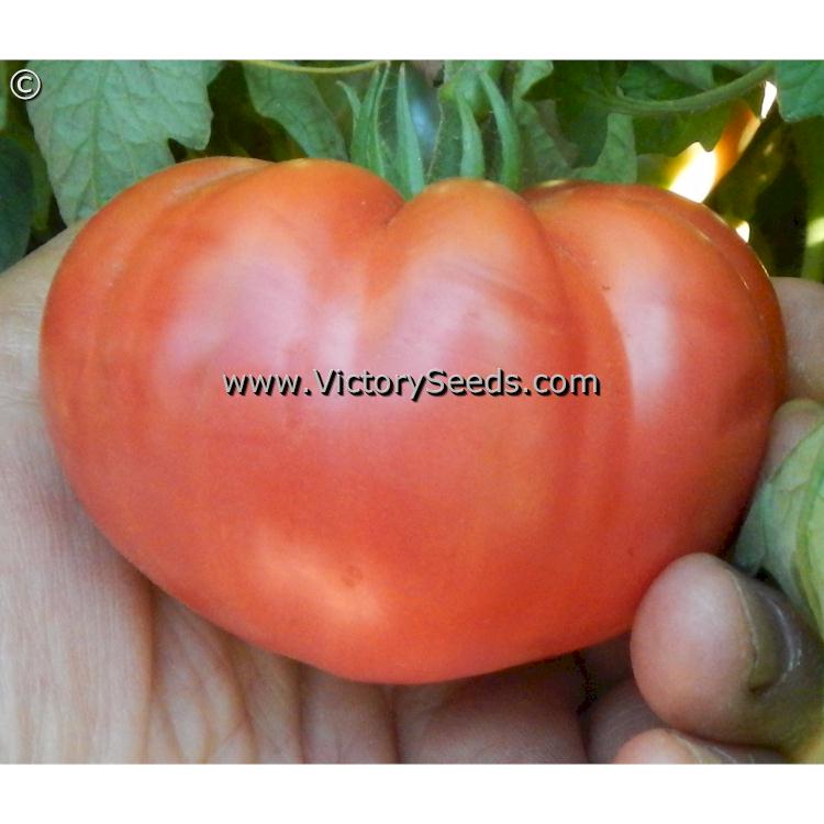 'Cartwright's Mortgage Lifter' tomato.
