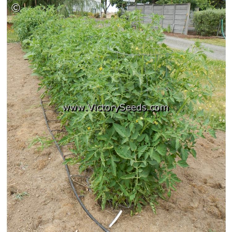 'Cartwright's Mortgage Lifter' tomato plants.