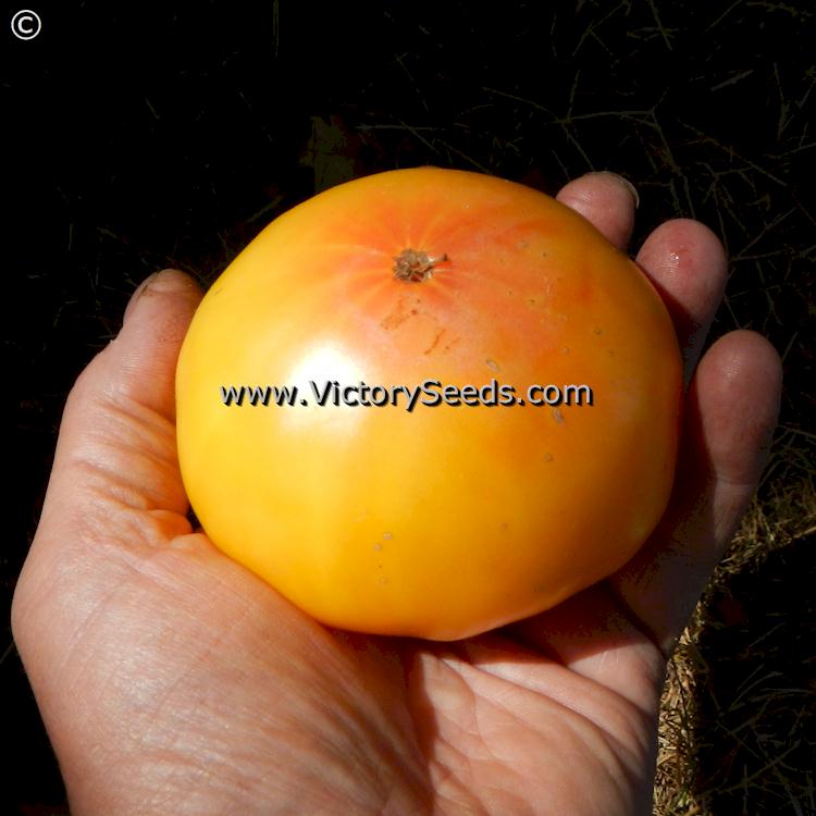 'Casey's Pure Yellow' tomato.