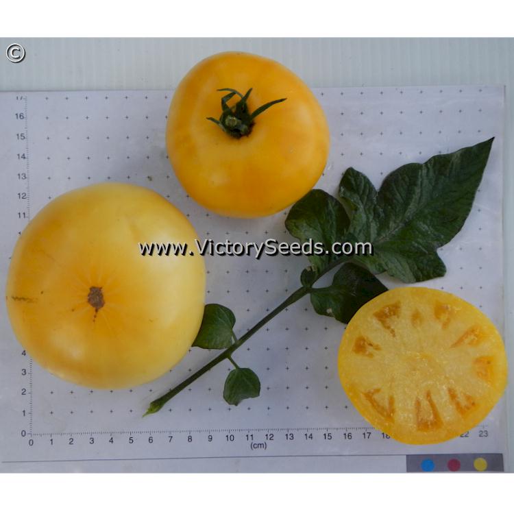 'Casey's Pure Yellow' tomatoes.