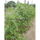 'Andrew Rahart's Jumbo Red' tomato plants.