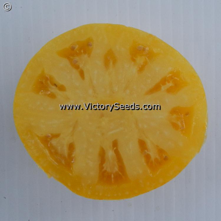 A slice of an 'Casey's Pure Yellow' tomato.