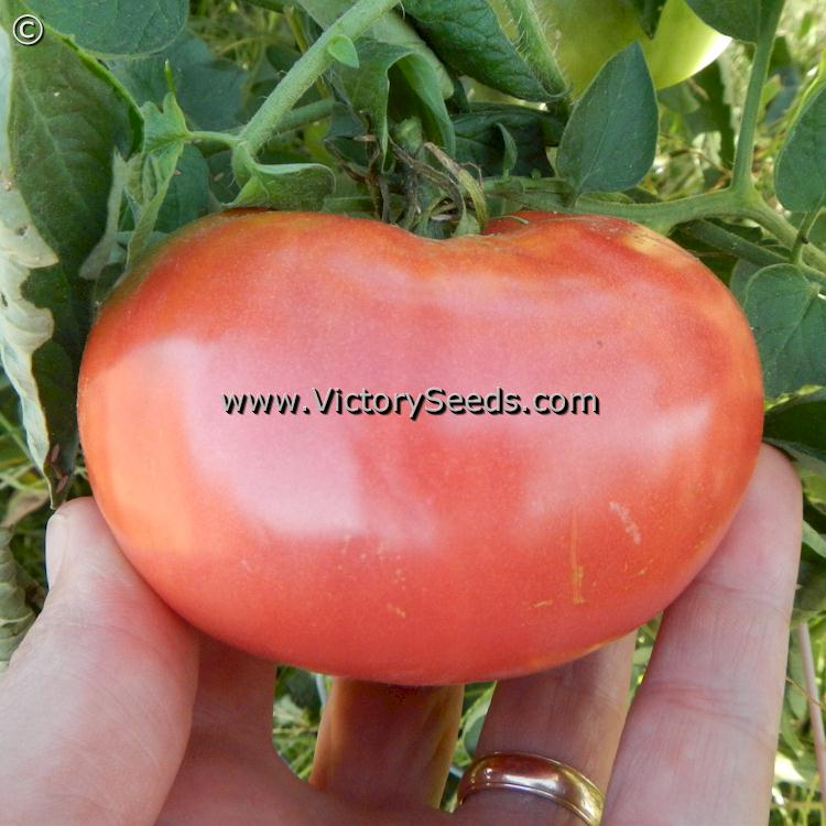 'Caspian Pink' tomato.