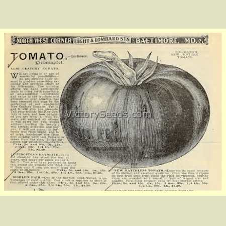 Century tomato from the 1902 F. W. Bolgiano & Company seed annual.