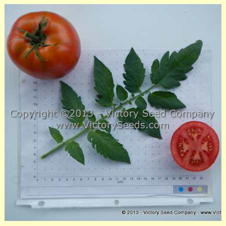 Century Tomatoes