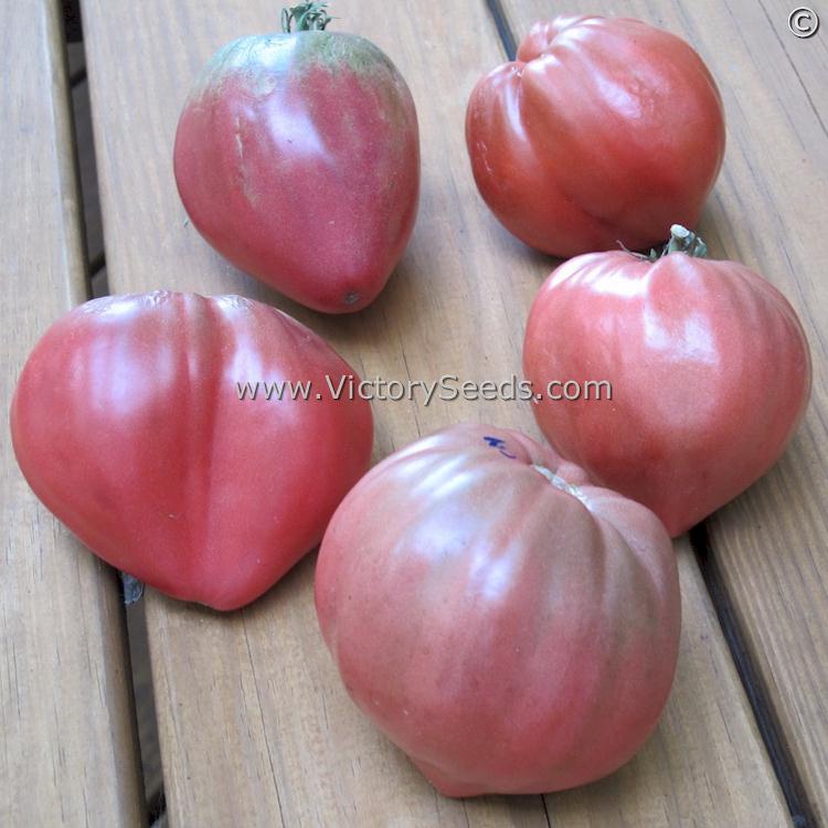 'Cherokee Purple Heart' tomatoes. Image courtesy of Rock Angier.