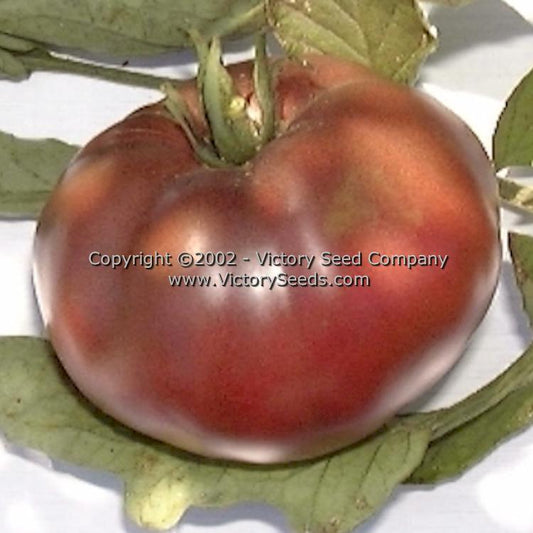 'Cherokee Purple' tomato.