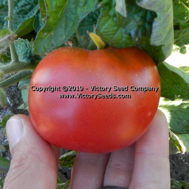 'Clare Valley Pink' tomato.
