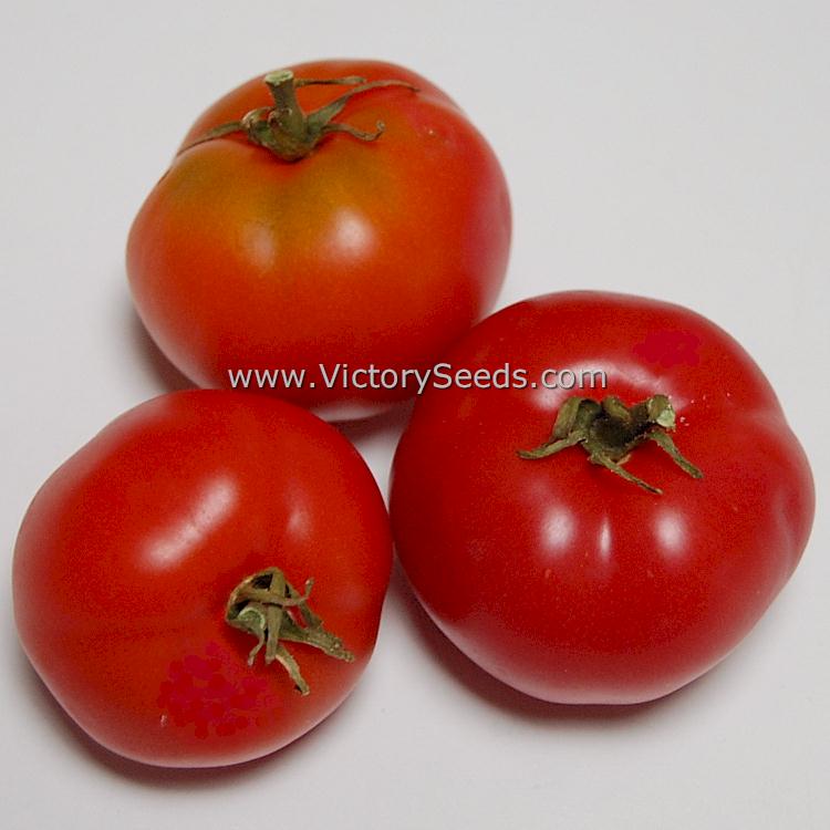 'Clare Valley Pink' tomatoes. Photo courtesy of Patrina Nuske Small.