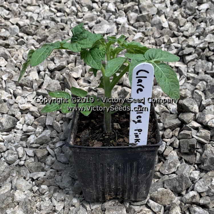 A 'Clare Valley Pink' tomato seedling.