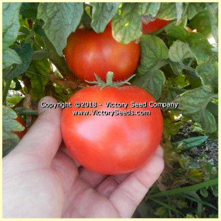 'Clare Valley Red' tomatoes.