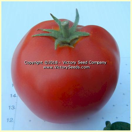 'Clare Valley Red' tomato.