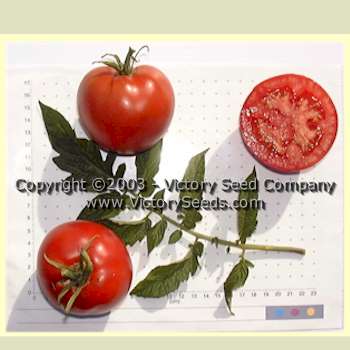 'Condon's Peerless' tomatoes.