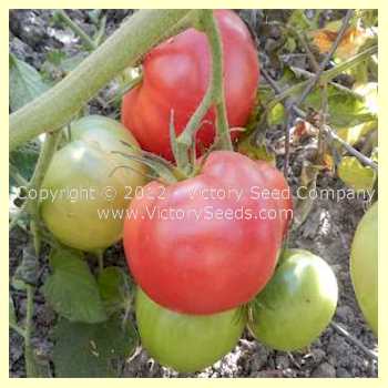 'Cooper's Special' tomatoes.