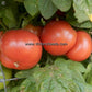 'Coorong Pink' dwarf tomato.