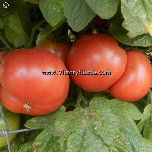 Coorong Pink Tomato - Victory Seeds® – Victory Seed Company