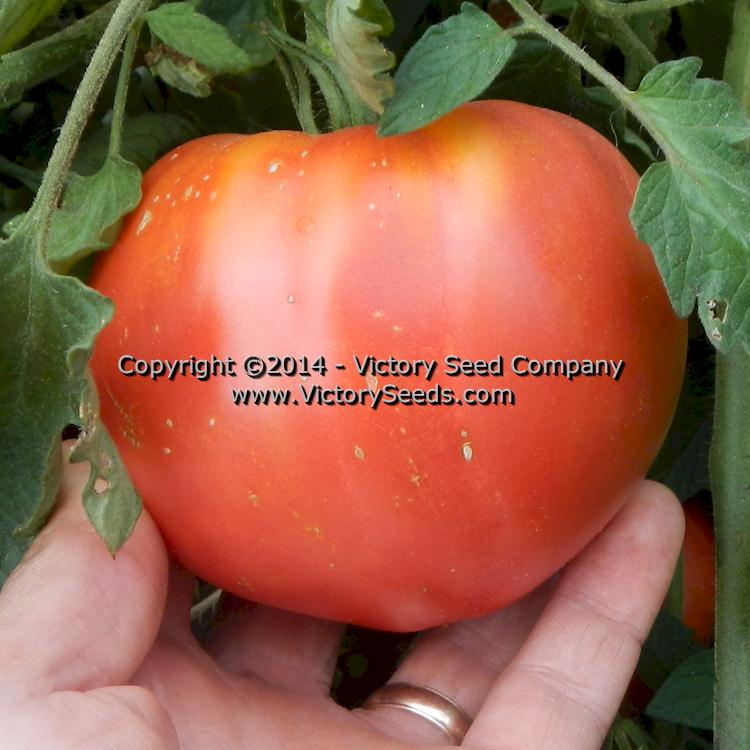 'Cosner' tomato.