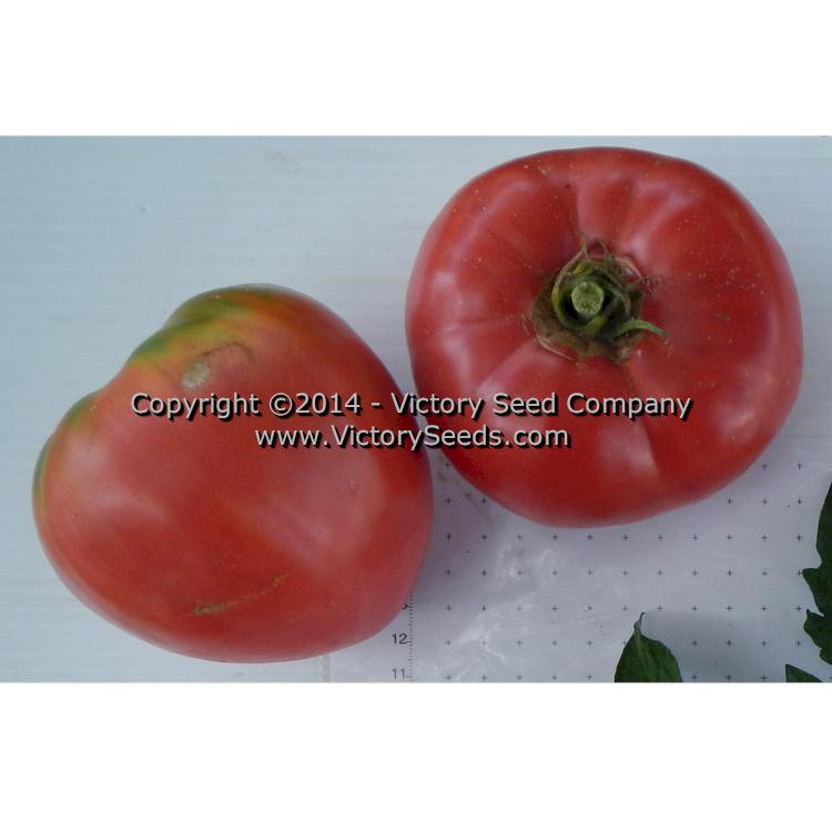 'Cosner' tomatoes.