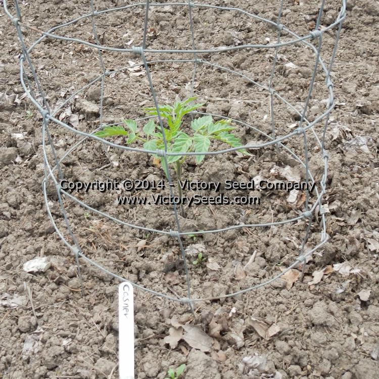 A 'Cosner' tomato seedling.