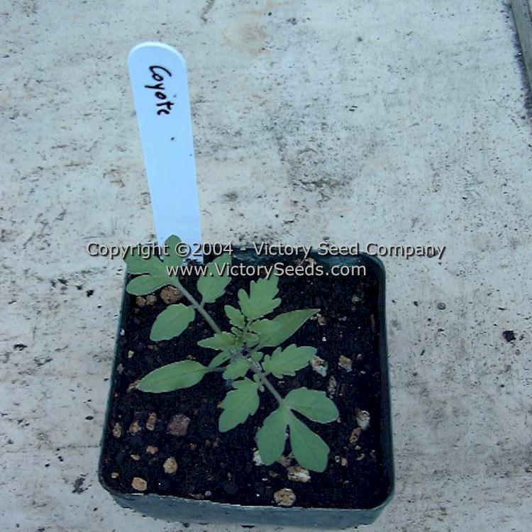 'Coyote' tomato seedling.