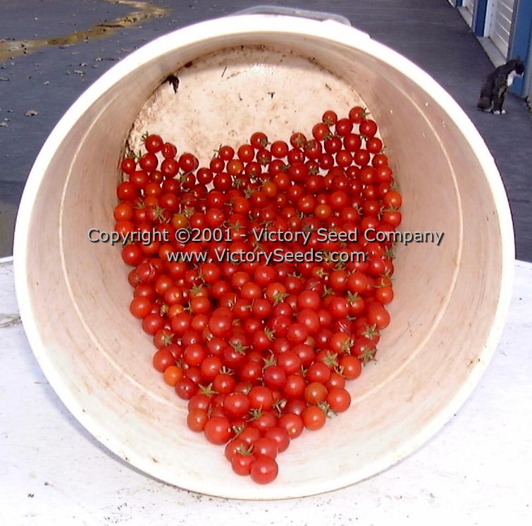 'Red Currant' tomatoes.