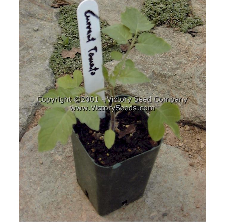 'Red Currant' tomato seedling.