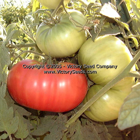 'Curry' tomato on the vine.