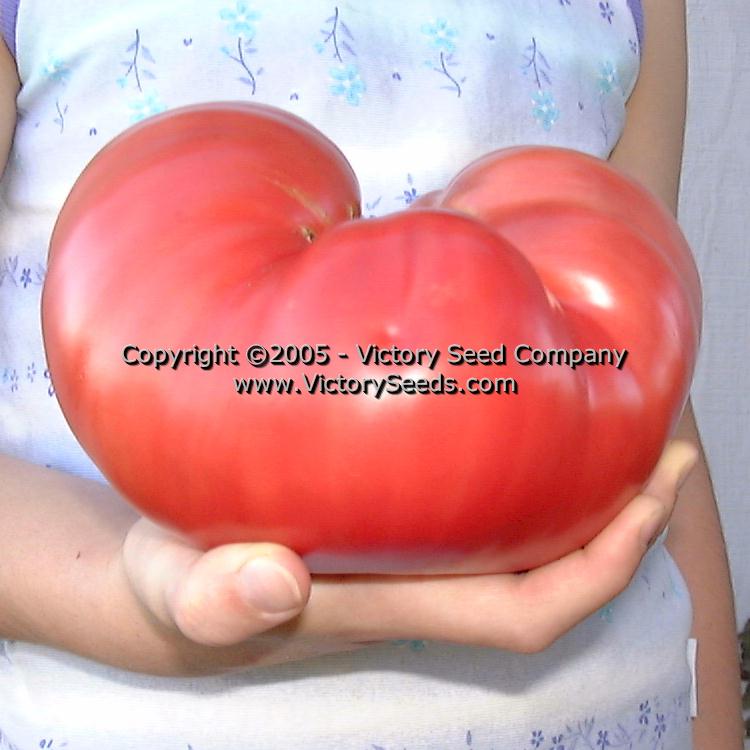 A 40-ounce monster 'Curry' tomato.