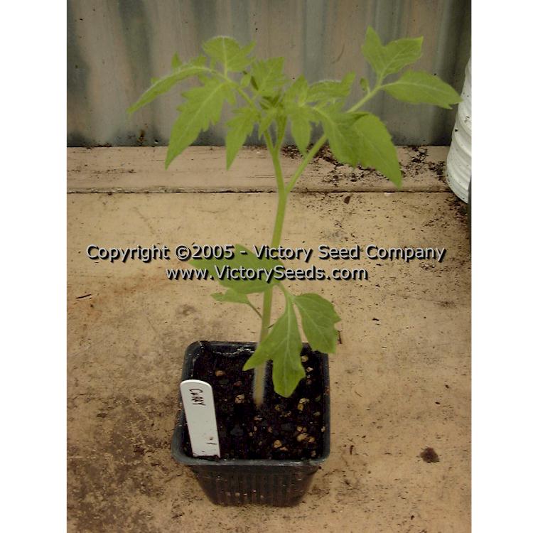 A 'Curry' tomato seedling.