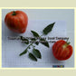 'Danko' tomatoes.