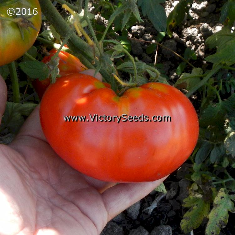 The 'Diener' tomato.