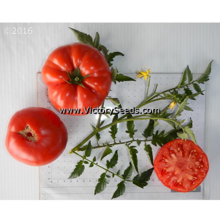 'Diener' tomatoes.