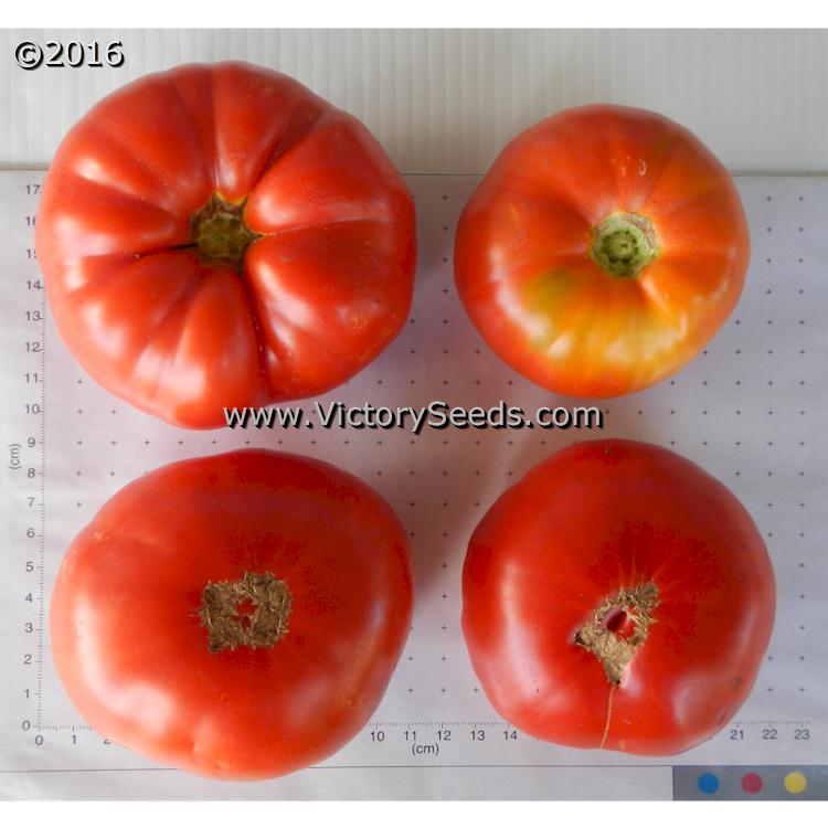 'Diener' tomatoes showing crown and blossom ends.