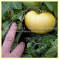 Dixie Golden Giant Tomato