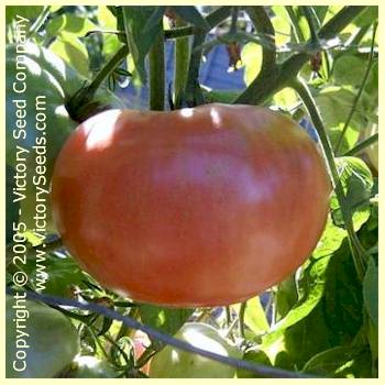 'Dot's Delight' tomato.