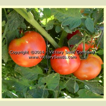'Dr. Walter' tomatoes.