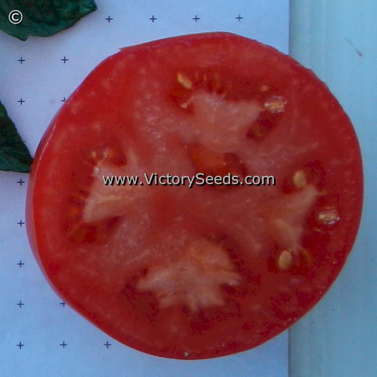 'Duke of York' tomato slice.