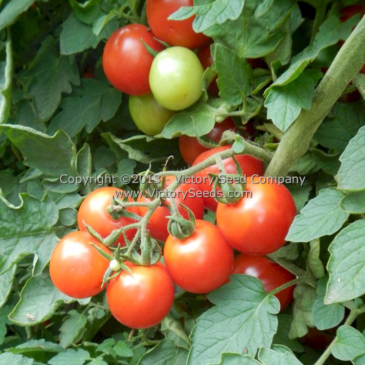 'Durmitor' tomatoes.