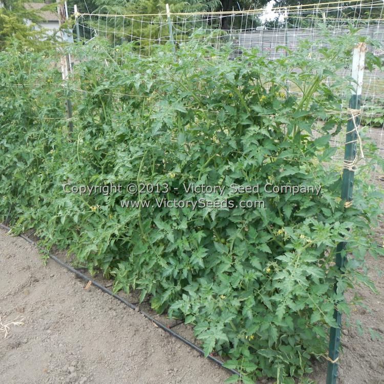 'Durmitor' tomato plants.