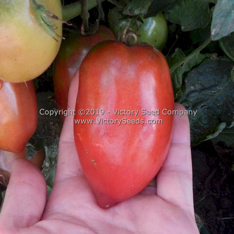 'Dwarf Almandine' tomatoes.