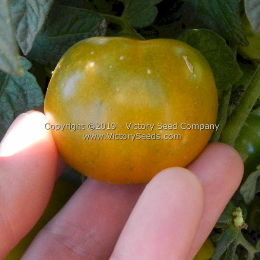 'Dwarf Amy's Ohio' tomato.
