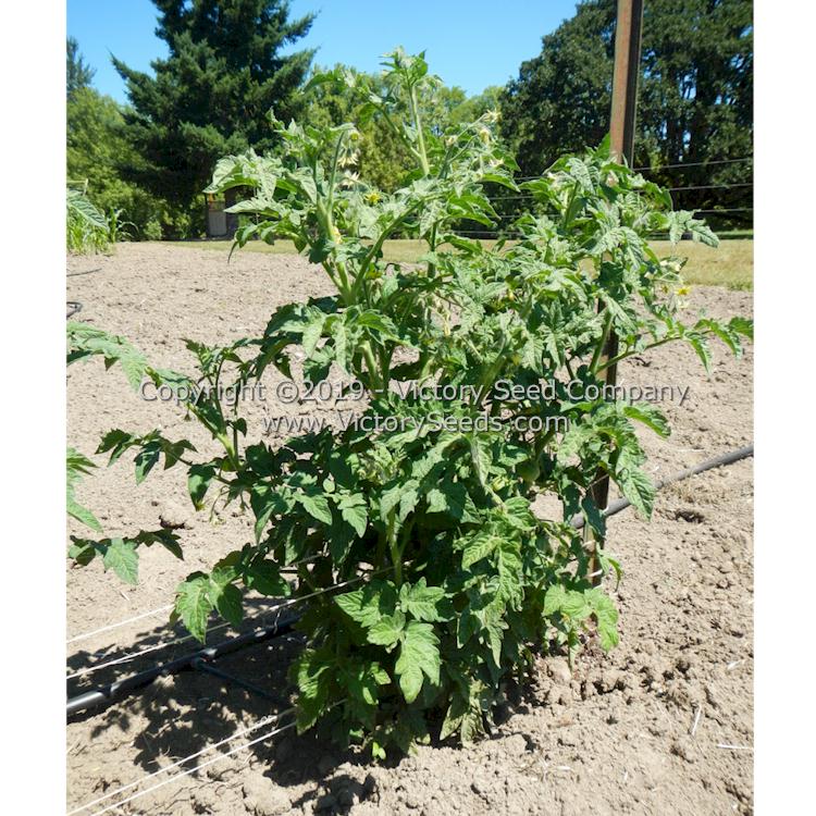 'Dwarf Amy's Ohio' tomato plant.