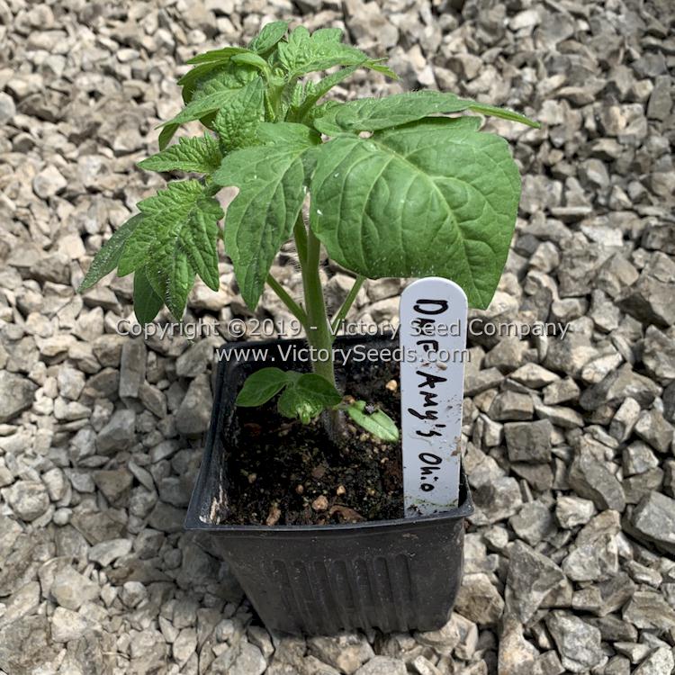 A 'Dwarf Amy's Ohio' tomato seedling.