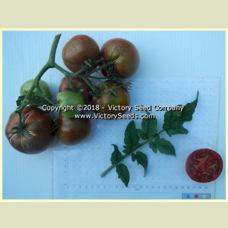 'Dwarf Andy's Forty' tomatoes.
