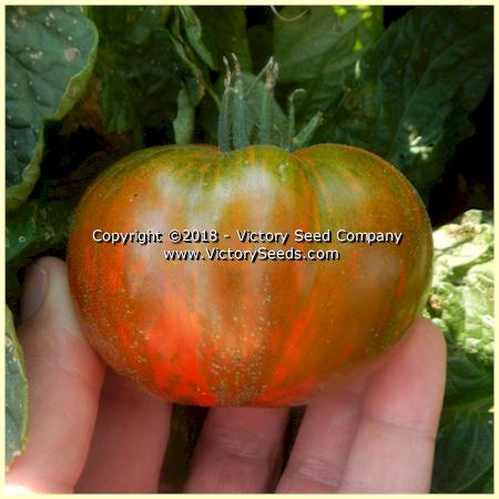 'Dwarf Andy's Forty' tomato.