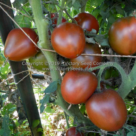 'Aussie Drop' tomatoes.
