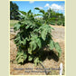 'Dwarf Barossa Moon' tomato plant.